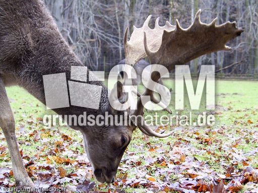 Hirsche (12 von 20).jpg